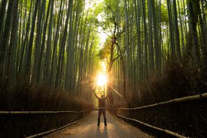 Rejoicing in a stunning natural bamboo forest at sunrise. Stock image with the cocepts of success, winning, joy, nature, environment, spirituality and religion.